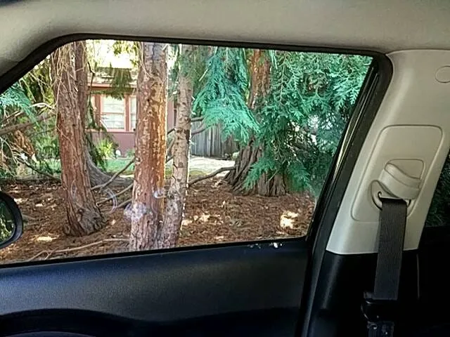 View out a car’s side window of trees and a wooden fence, with the seatbelt and door frame in the foreground