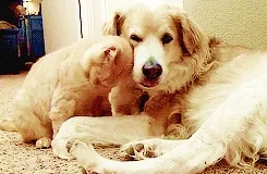 Animated GIF of a cat affectionately nuzzling a golden retriever